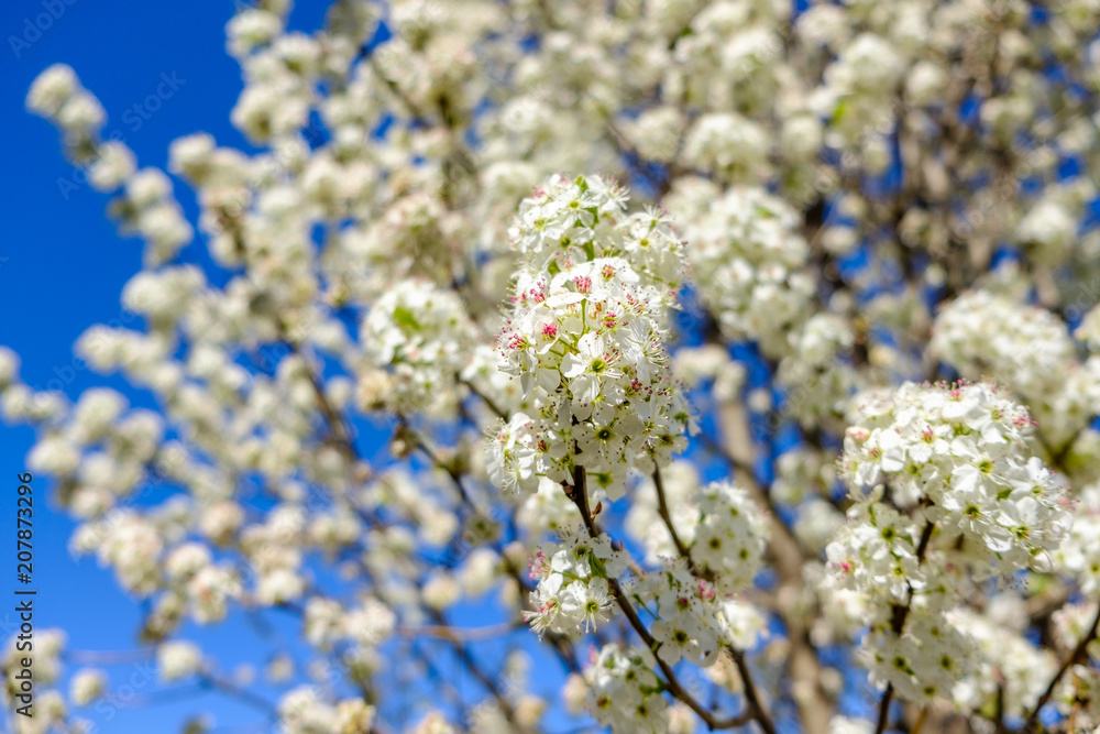 Blooming Cleveland Pear tree in Spring Blooming Cleveland Pear tree in Spring