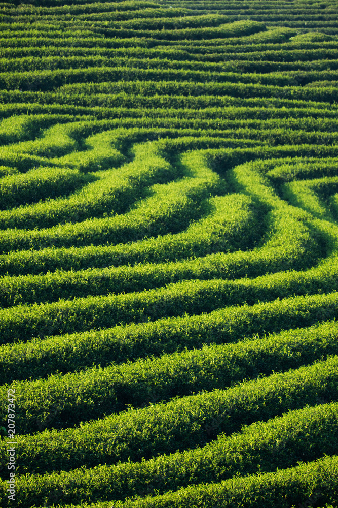 Tea plantation Tea plantation