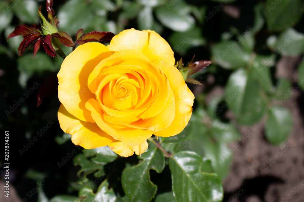 Beautiful yellow rose flower blossom in the garden Beautiful yellow rose flower blossom in the garden
