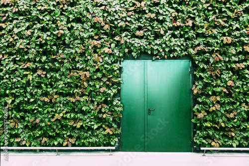 Green doors and green plant wall. Mock-up picture photo