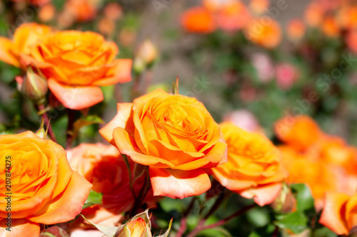 Beautiful orange rose flower blossom in the garden