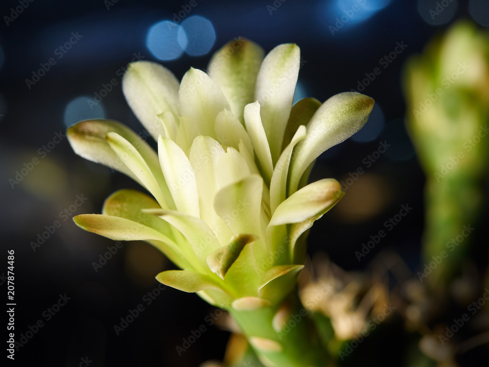 Obraz premium Cactus. Echinopsis calochlora