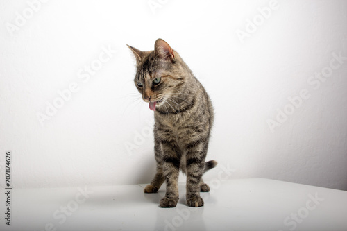 Wallpaper Mural gray tabby cat Torontodigital.ca