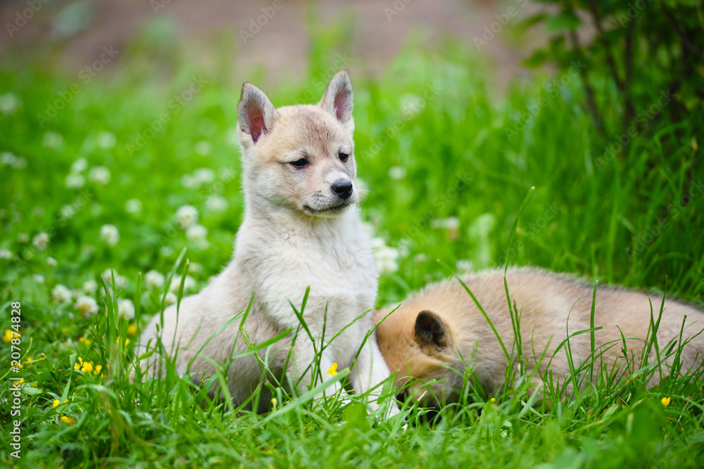 Two lovely charming puppies of Laika breed is sitting on green grass