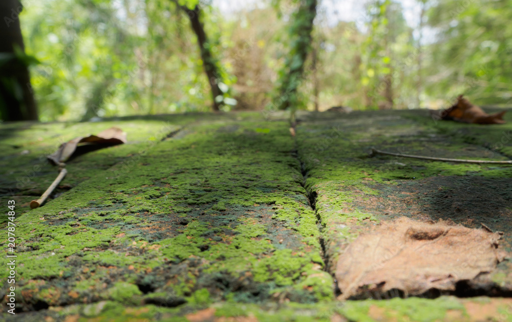 Ferns on a brick placed on the floor. Ferns on a brick placed on the floor.