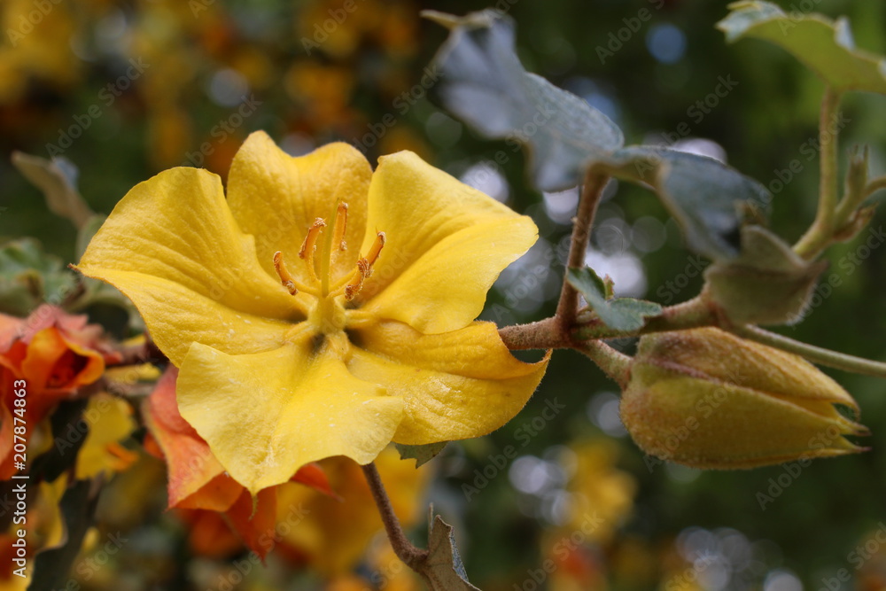 Fototapeta premium Yellow flower