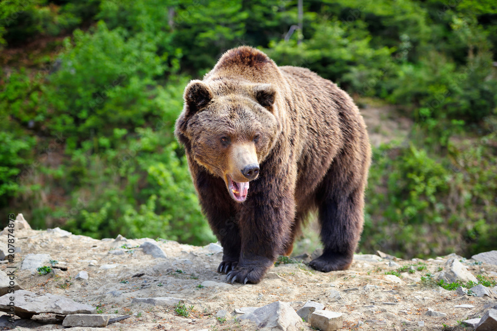 European brown bear in a forest landscape at summer. Big brown bear in forest. European brown bear in a forest landscape at summer. Big brown bear in forest.