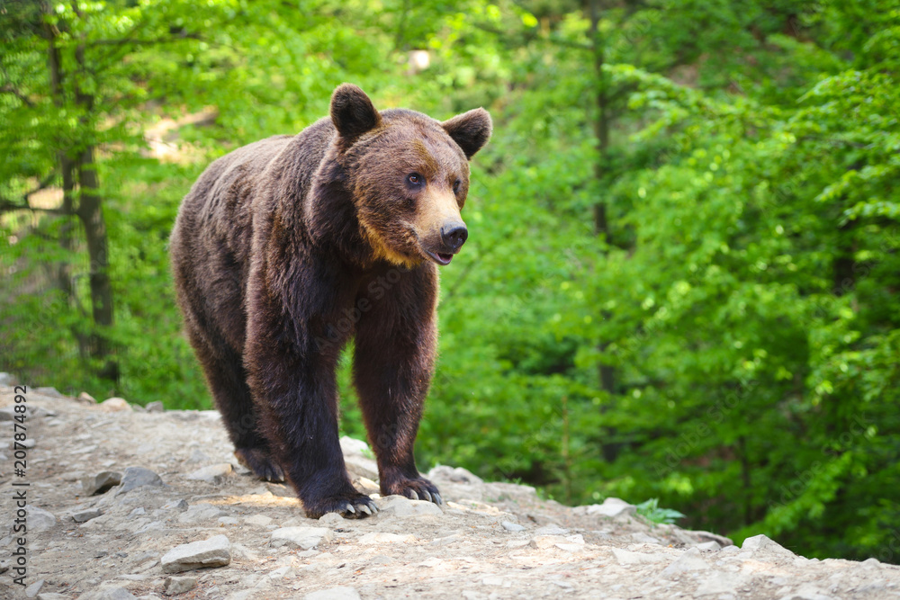 Young brown bear in the summer forest.