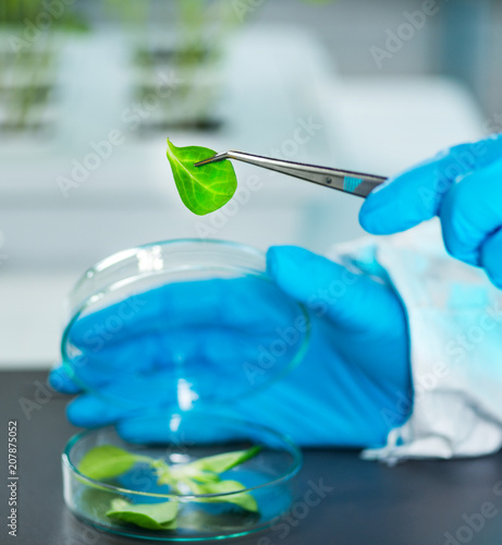 Plant laboratory. Biology technician working with plants