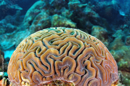 Brain Coral