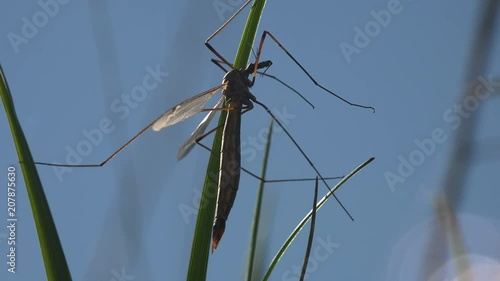 Wallpaper Mural Insect close-up. Mosquito Crane Fly Tipula Luna male sitting on green Leaf. Crane fly is common name referring to any member of insect family Tipulidae, true flies in superfamily Tipuloidea Torontodigital.ca