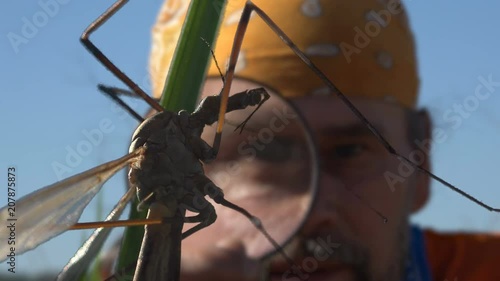 Mature man traveler on nature in morning with magnifying glass in his hand at insects. Close-up Crane Fly Tipula Luna , Mosquito photo