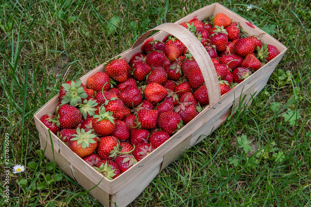 strawberry in a wooden basket, Basket filled with some red fresh strawberries, basket stands in the grass, strawberries in the nature strawberry in a wooden basket, Basket filled with some red fresh strawberries, basket stands in the grass, strawberries in the nature