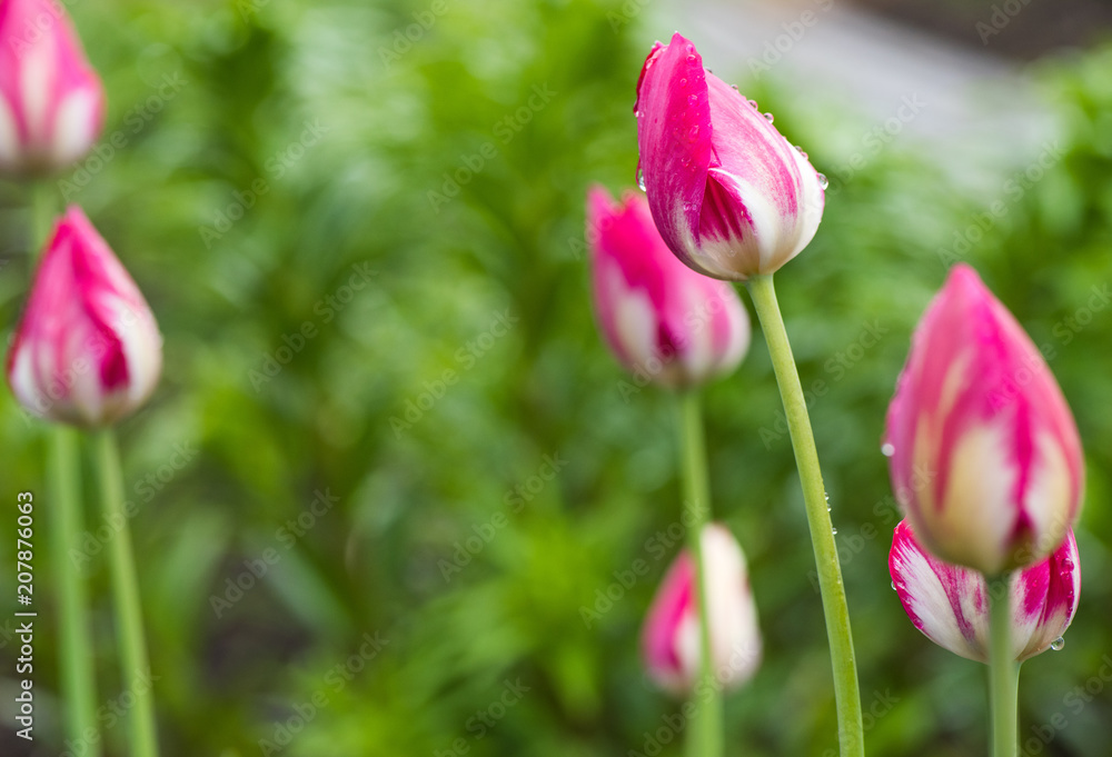 Obraz premium Water drop on pink tulip's