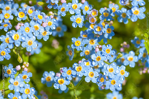 blue flowers forget-me-nots