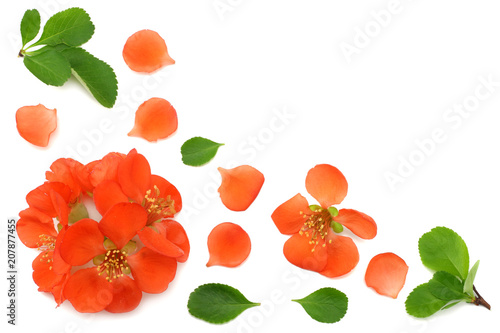 Fototapeta Naklejka Na Ścianę i Meble -  quince blossom isolated on white background. red flowers. top view with copy space