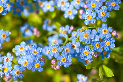 blue flowers forget-me-nots
