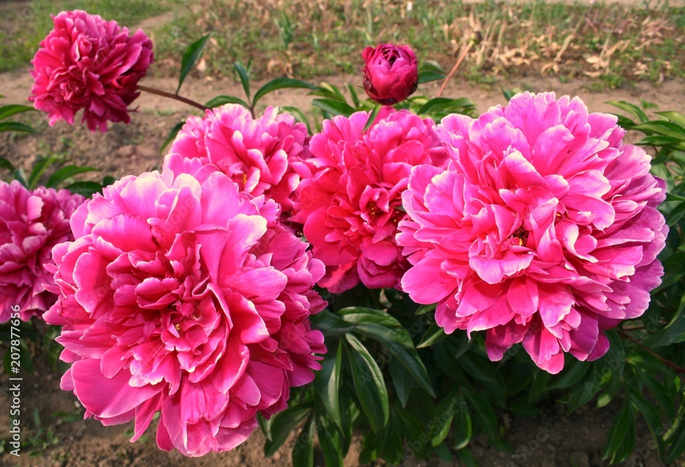 Wonderful pink hydrangeas in a garden, close up