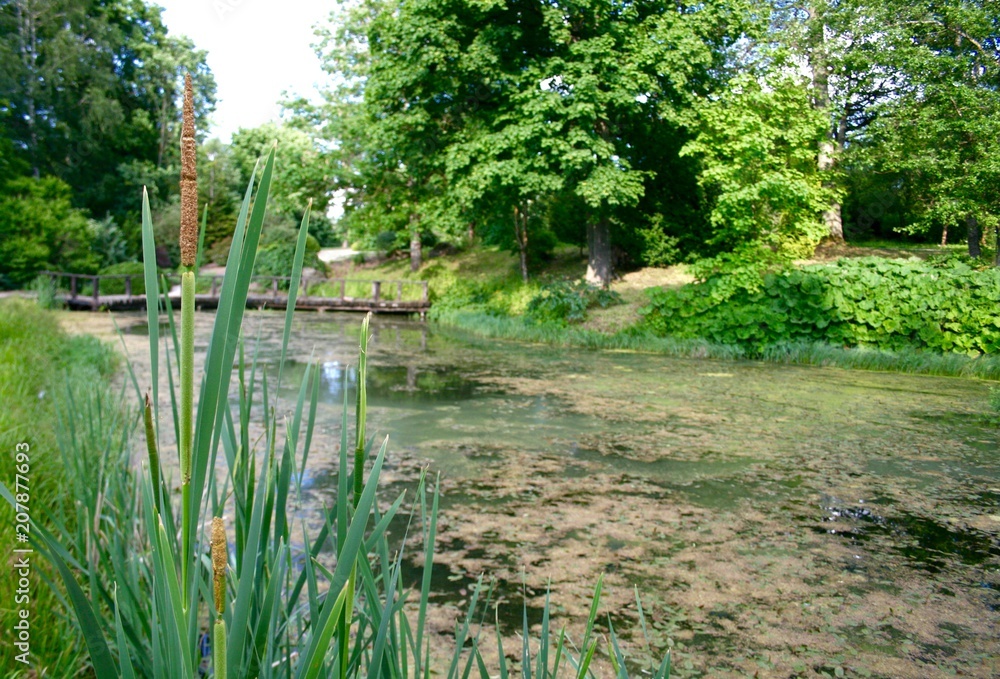 Reeds near a swamp in a park in spring with wooden bridge Reeds near a swamp in a park in spring with wooden bridge