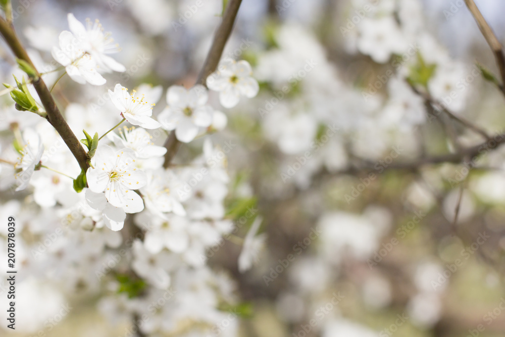 Branch of fresh blooming cherry tree.Spring flowers background