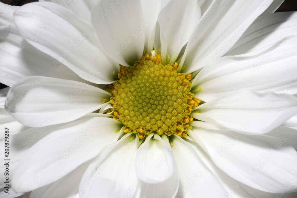 Obraz premium Flower 