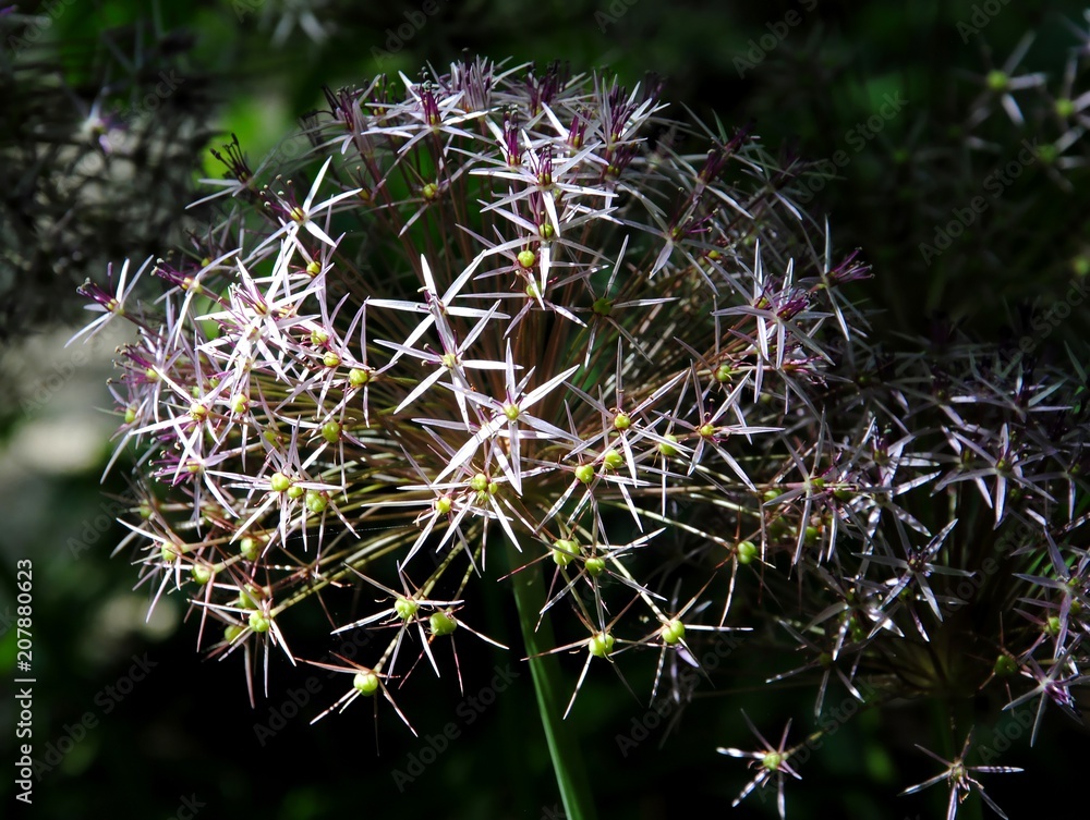 Close up of the fully opened flower head with starshaped violet