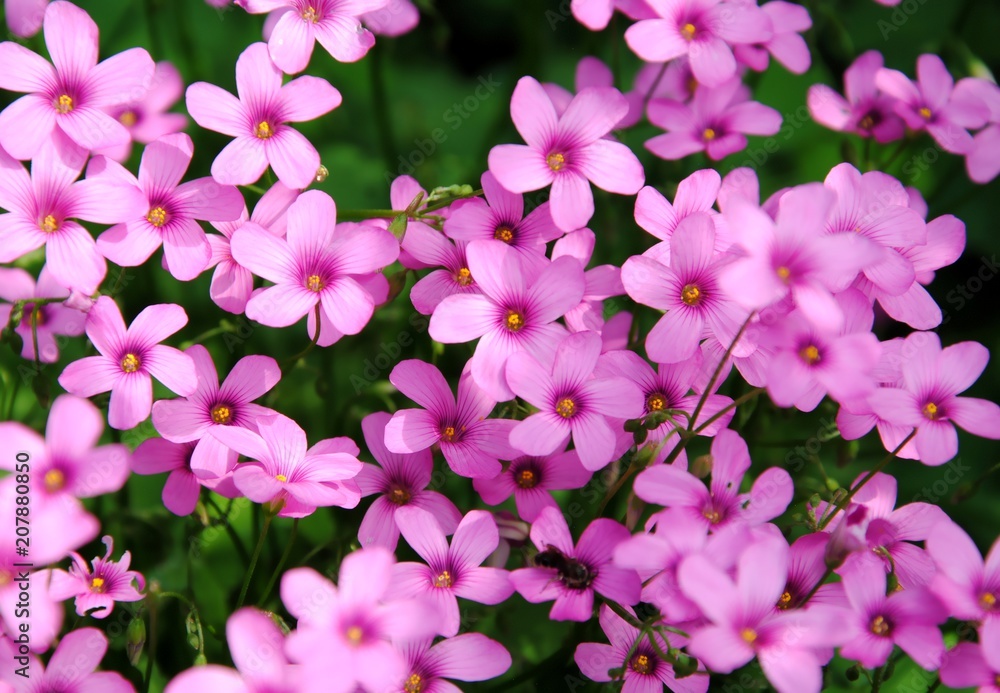 Pink flowers of pink-sorrel or windowbox wood-sorrel (Oxalis articulata Savigny) Pink flowers of pink-sorrel or windowbox wood-sorrel (Oxalis articulata Savigny)