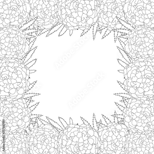 Fototapeta Naklejka Na Ścianę i Meble -  Marigold Flower - Tagetes Outline Border