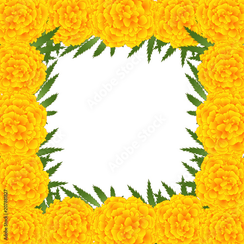 Fototapeta Naklejka Na Ścianę i Meble -  Marigold Flower - Tagetes Border