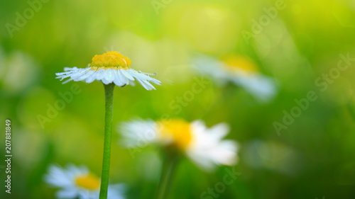 Fototapeta Naklejka Na Ścianę i Meble -  White daisies closeup.