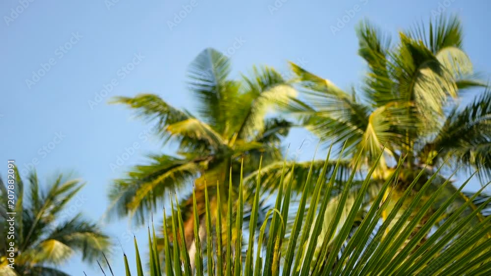 Coconut palm trees crowns against blue sunny sky perspective view from the ground. Tropical travel background landscape at paradise coast. Summer beach nature scene with green leaves sway in the wind Coconut palm trees crowns against blue sunny sky perspective view from the ground. Tropical travel background landscape at paradise coast. Summer beach nature scene with green leaves sway in the wind
