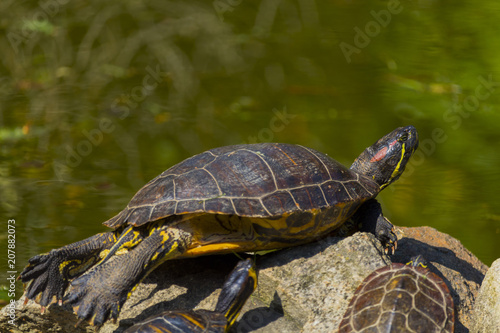 Sunbathing of beautiful turtle in pond in a spring day