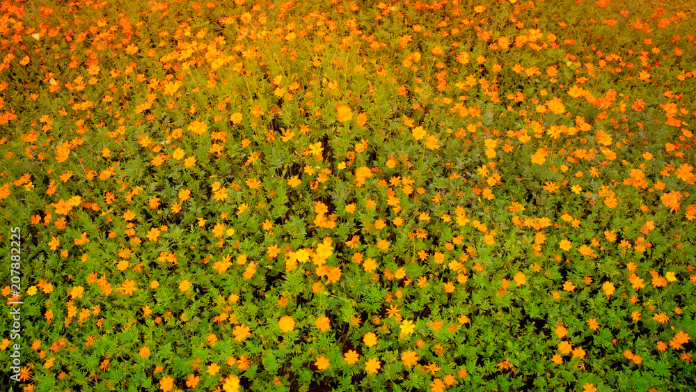Background pattern. Garden and Yellow flowers.