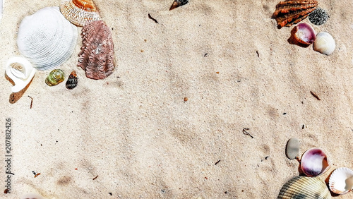 Sand background with seashells