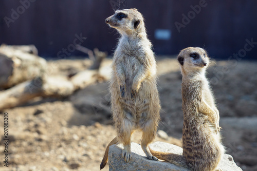 Suricata standing on a guard. Curious meerkat (Suricata suricatta). © Lubos Chlubny