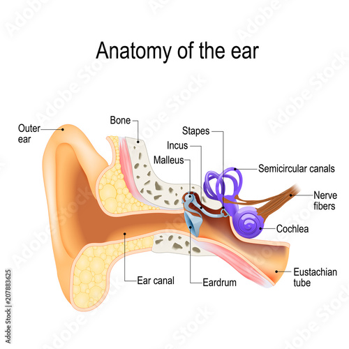 Ear anatomy. photo