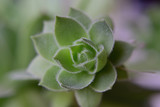 Closeup of succulent Sempervivum tectorum
