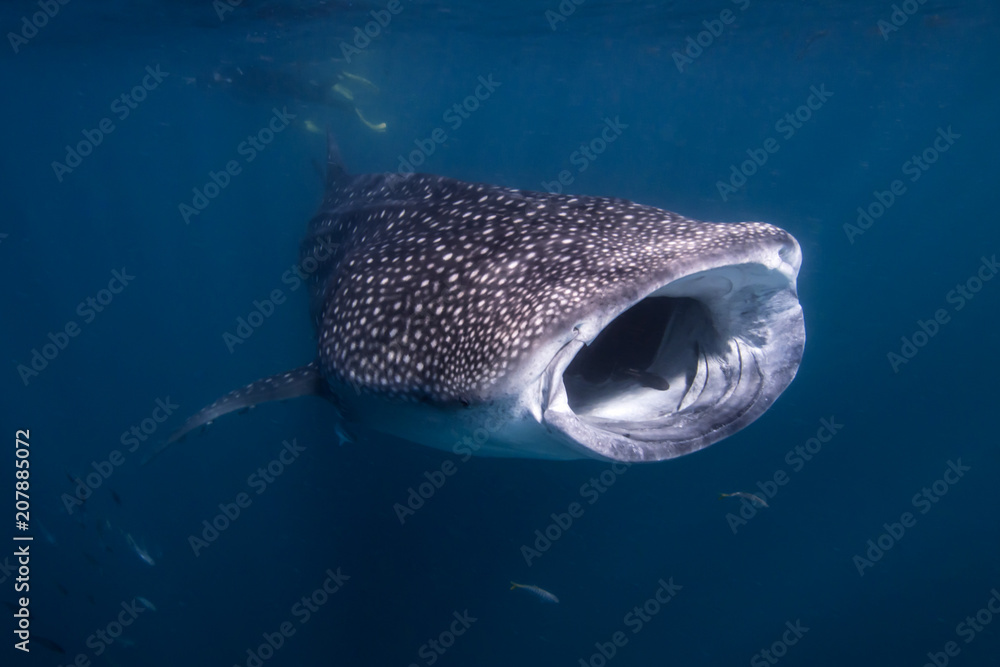 Naklejka premium Whale Shark Feeding on the Ningaloo Reef