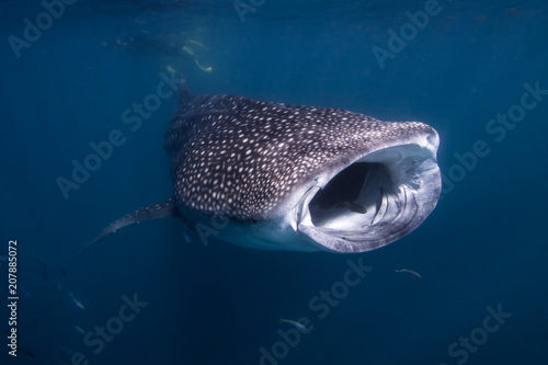 Whale Shark Feeding on the Ningaloo Reef