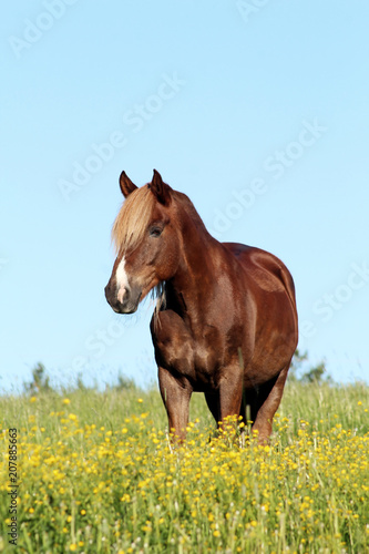 Finnhorse at pasture filled with yellow flowers.
