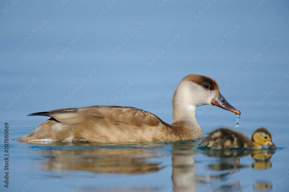 Red-crested Pochard (Netta Ruffina) who takes care of their baby in the middle of the blue water of a lake