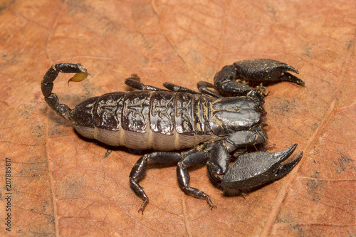 Scorpion, Liocheles nigripes, Hemiscopiidae, Madhya Pradesh
