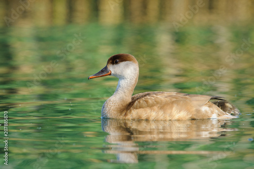 Red-crested Pochard (Netta Ruffina) photographed at Lake Garda. photo