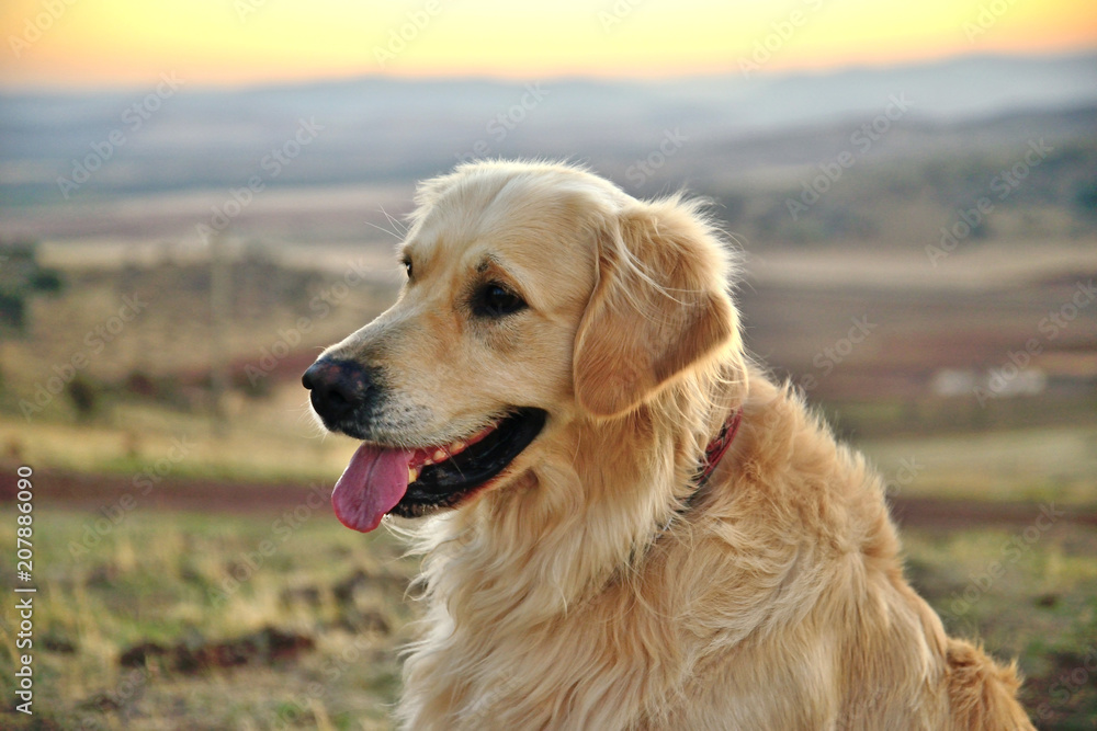 Golden Retriever dog in the field. Golden Retriever dog in the field.