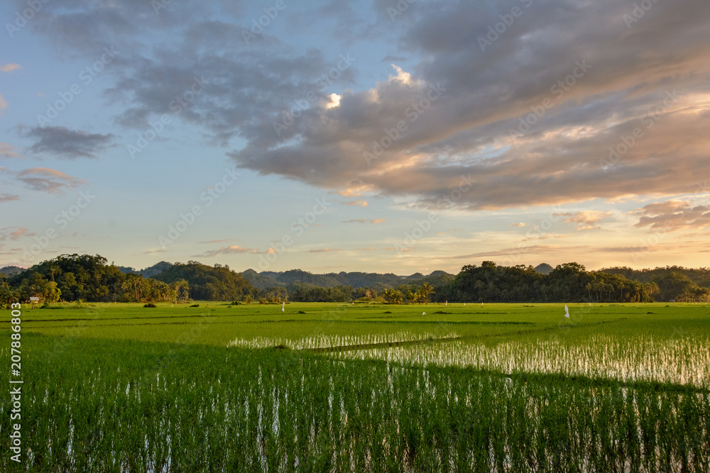 Rice fields in Asia