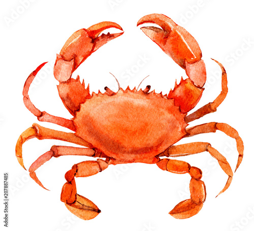Crab isolated on white background, watercolor illustration