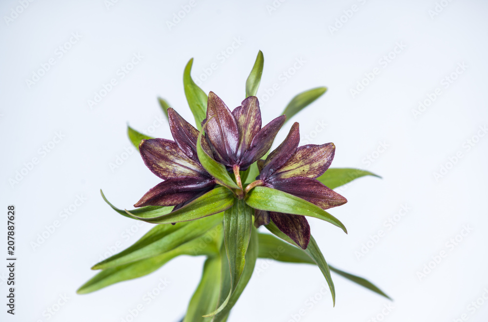 Obraz premium Chocolate Lily - Top View