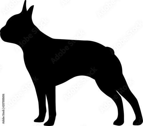 Boston Terrier Dog