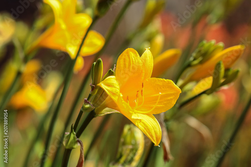 Fototapeta Naklejka Na Ścianę i Meble -  Flower Hemerocallis Corky