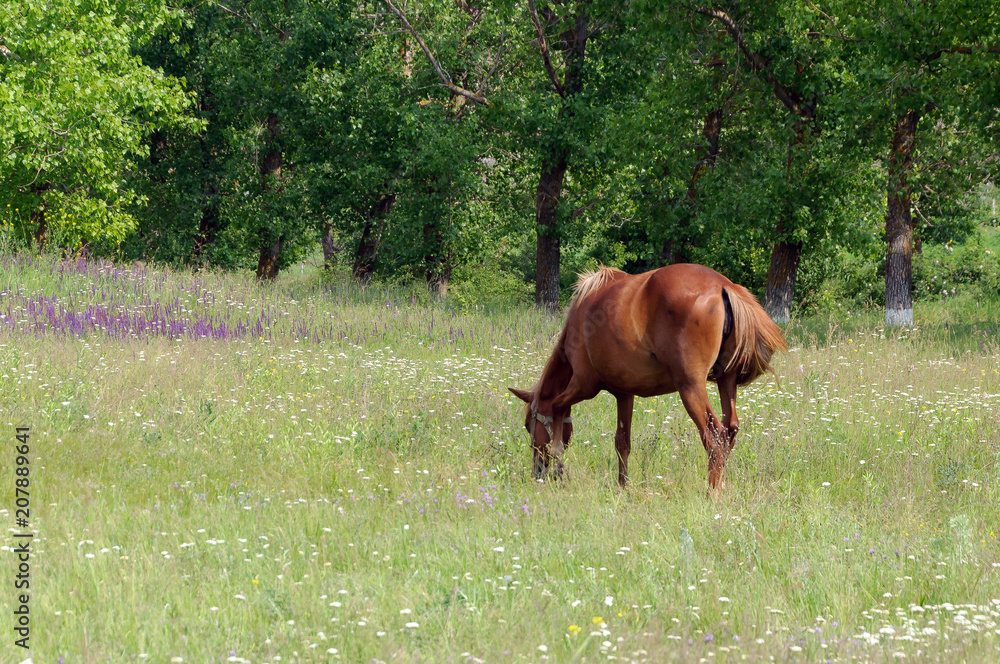 Horse on a summer meadow